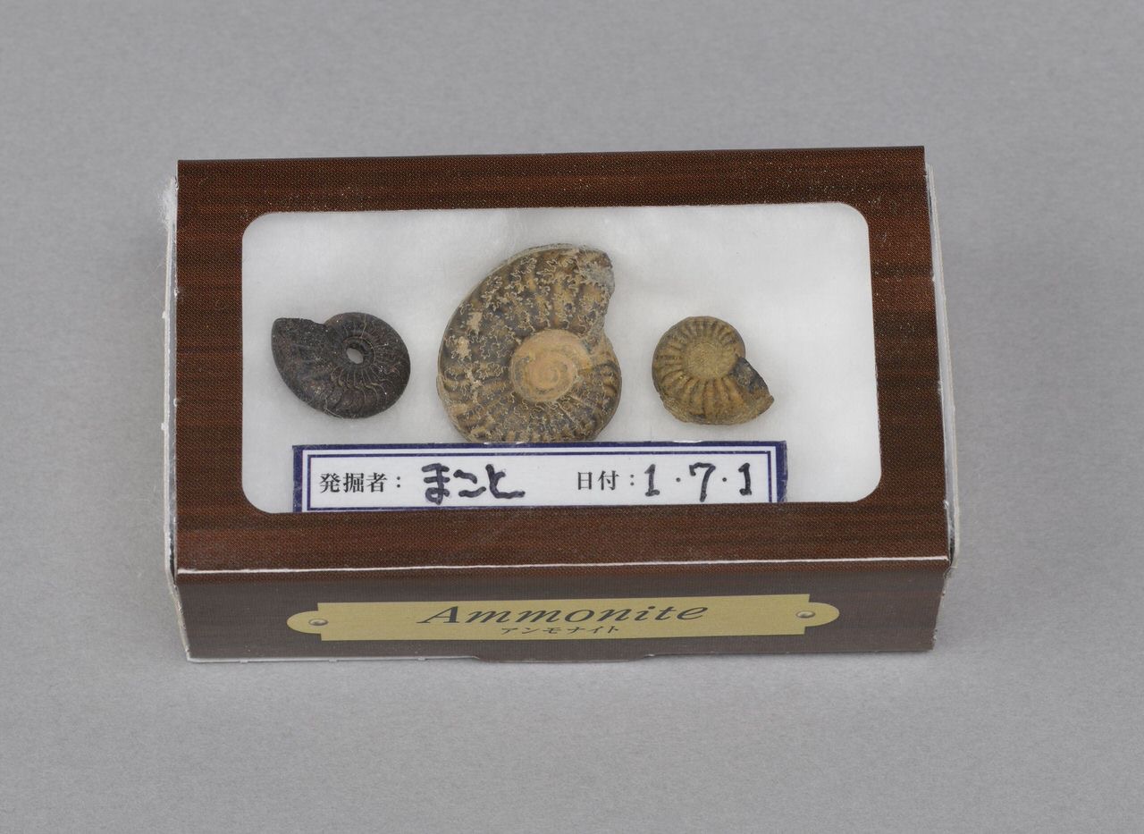 「小学8年生」8・9月号の付録は本物のアンモナイトの化石が発掘できる体験キット