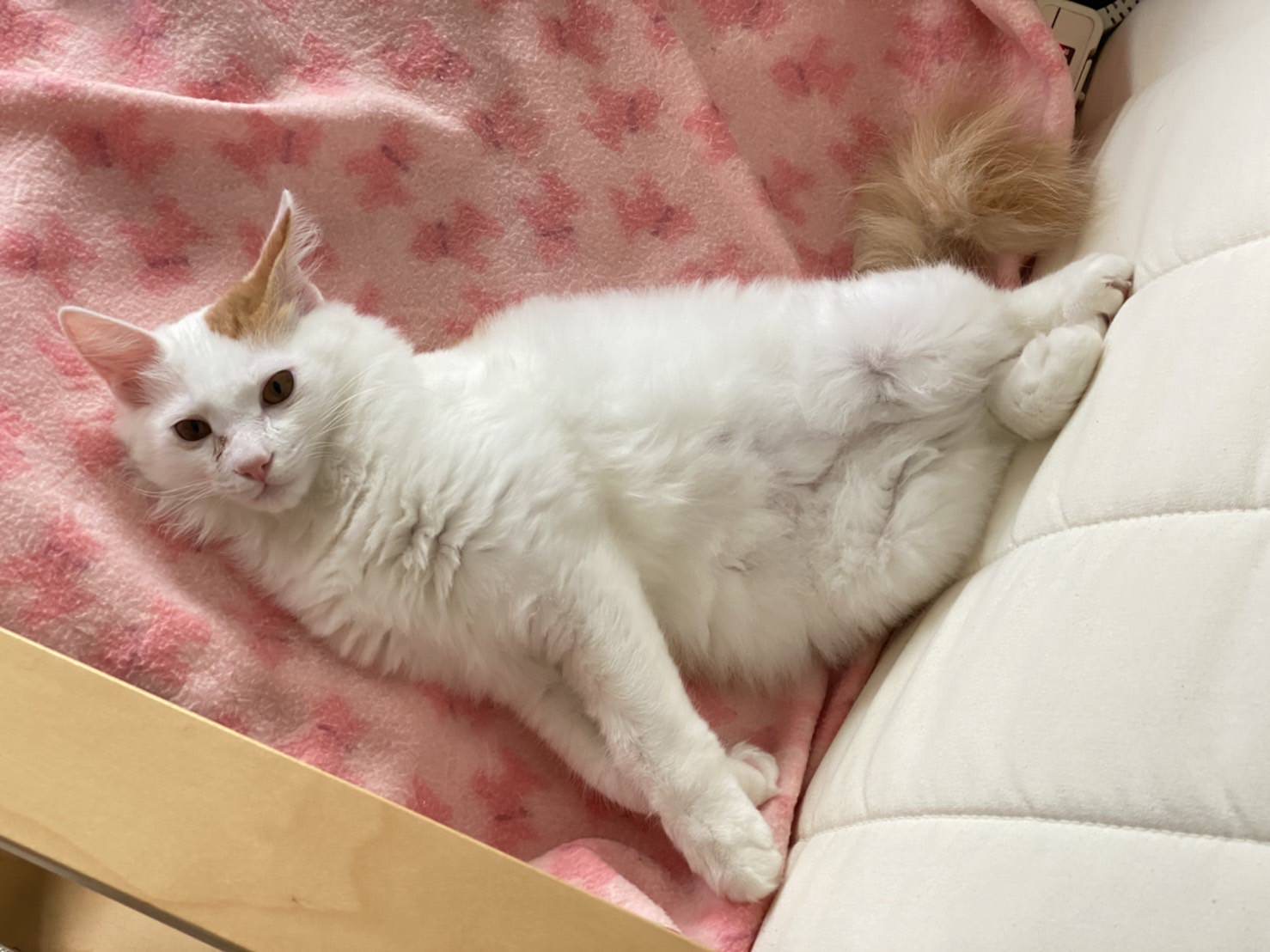 Hot carpet cat