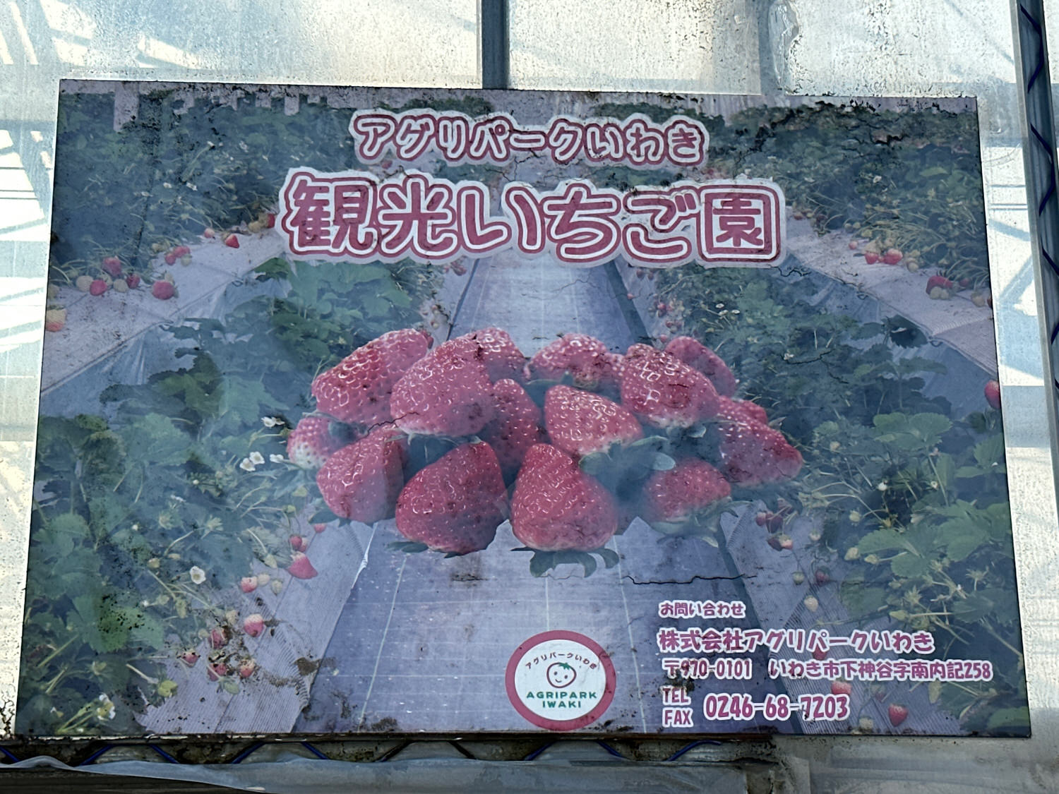 Iwaki tour strawberry 000 26